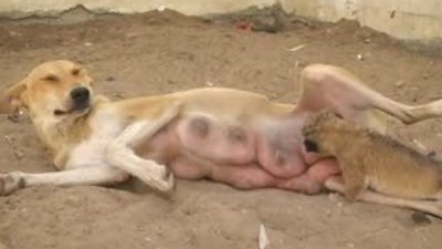Yavru aslana annelik yapan köpek