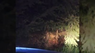 Pumanın kurtu boğma anı