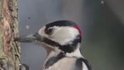 Ağaçkakan kuşunun ağır çekim görüntüleri