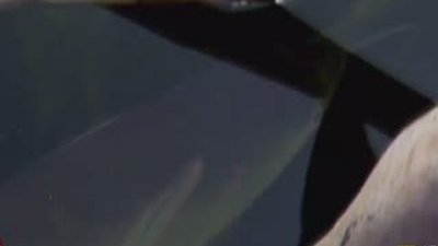 Avını uçarak yakalayan balık