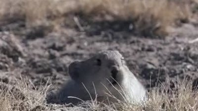 Tibet Tilkisi - Kaya Tavşanı avı