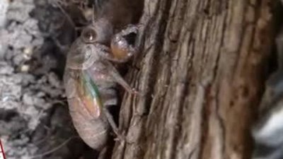 Ağustos böceğinin mucizevi kabuk değiştirme anı