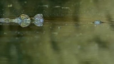 Işın kılıçlı yarasa timsah savaşları