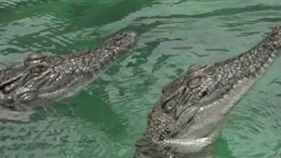 Yemek için sudan zıplayan timsahların muhteşem görüntüleri