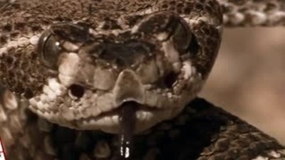 Çıngıraklı yılan ve roadrunner kapışması