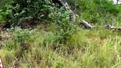 Domuz avlayan Leopar canından olacaktı