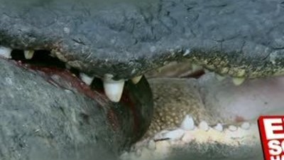 Timsahın kaplumbağa avı HD