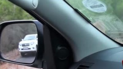 Aslanlar trafiğin ortasında avını parçaladı