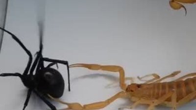 Karadul ve akrebin savaşı 