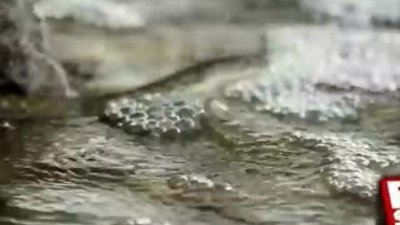 Yılanların inanılmaz balık avı