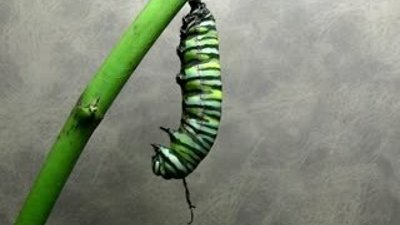 Timelapse görüntüleri ile tırtıldan Kral Kelebeğe dönüşüm