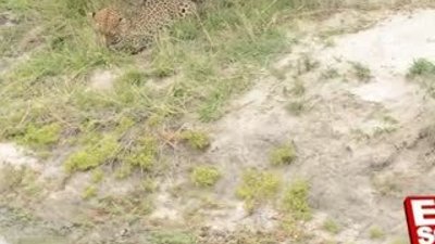 Aç leoparın pençesine düşen yavru kuş