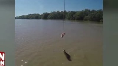 Timsahın yemeği için sudan sıçradığı o an