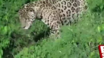 Jaguarın inanılmaz timsah avı
