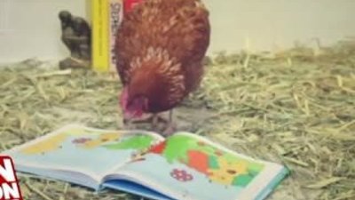 Restoranın sosyal medya hesabı tavuğa emanet