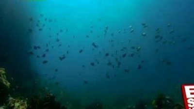 Büyük Bariyer Resifi'inden Time Lapse görüntüler