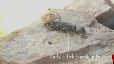 Ölü bir kuşu saatler içinde yok eden karıncalar