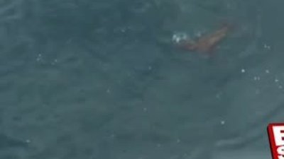 Denizaslanı köpek balığını avladı