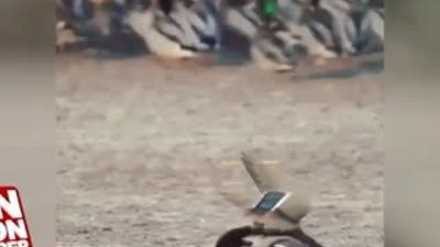 Atmacanın ördek avını kamera çekemedi