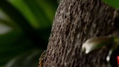 Dokumacı karıncaların savaşı