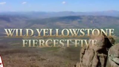 Vahşi hayatın savaşcı hayvanları