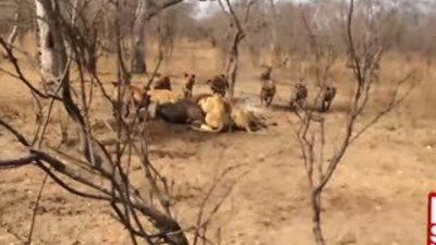 Aslanları püskürterek yemeklerini ellerinden alan sırtlanlar