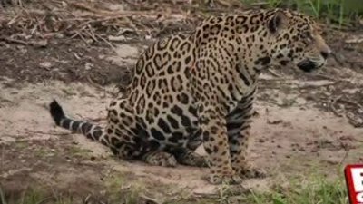 Jaguar kendinden büyük timsahı avladı