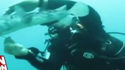 Balon balığını kancadan kurtaran dalgıç