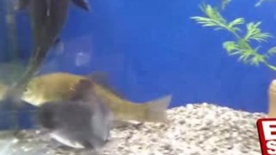 Yayın balığının şaşırtan avı