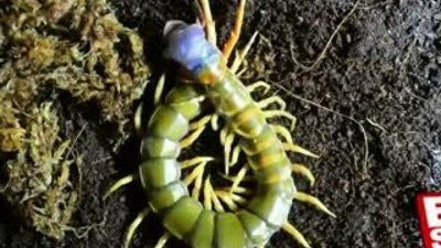 Dev çiyanın kabuk değiştirme anı