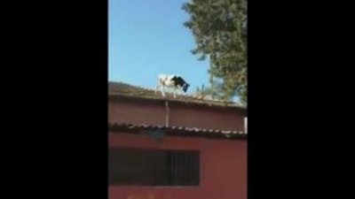 Osmaniye'de kaçan inek çatıdan atladı