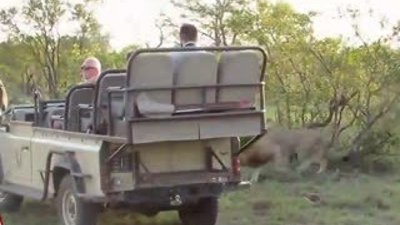 Aslanların bufalo avı