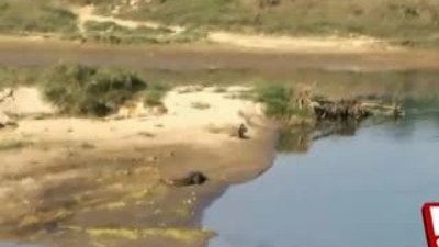 Timsahın kucağına düşen köpek 