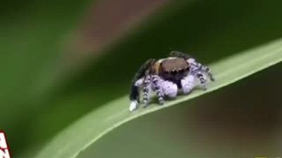 Erkek örümcekten ilginç çiftleşme dansı