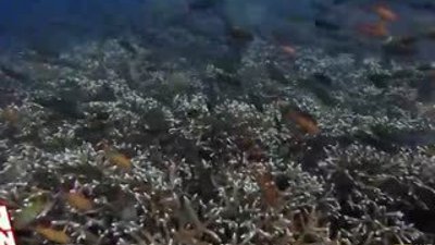 Kendini ponpon kız zanneden yengeç