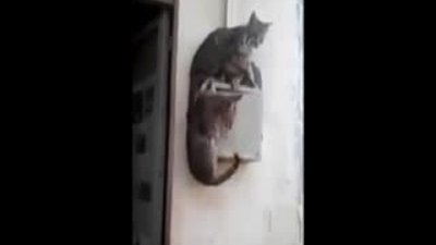 Kedilerin dolap üstünde kalma savaşı