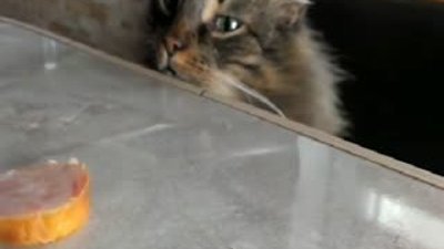 Açlıkla vicdanı arasında kalan kedi