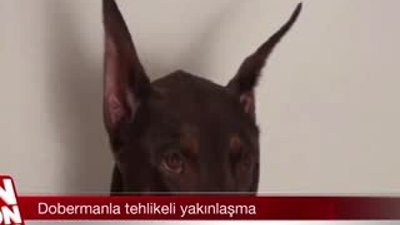 Dobermanla tehlikeli yakınlaşma