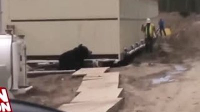 Ayı şakası yapılan işçinin efsane kaçışı