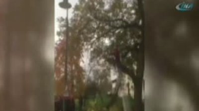 Bindiği dalı kesen adam