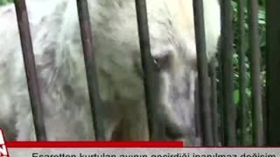 Esaretten kurtulan ayının geçirdiği inanılmaz değişim