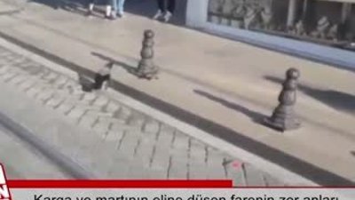 Karga ve martının eline düşen farenin zor anları