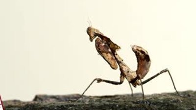 Peygamber devesi örümceği afiyetle yedi