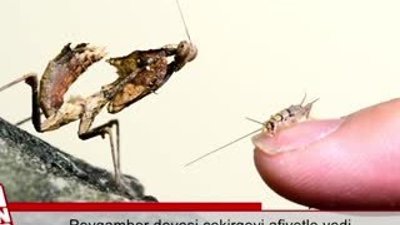 Peygamber devesi çekirgeyi afiyetle yedi