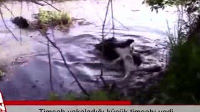 Timsah yakaladığı küçük timsahı yedi