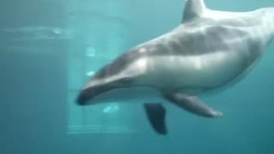 Doğum yapan yunusun o anlarına tanıklık eden ziyaretçiler