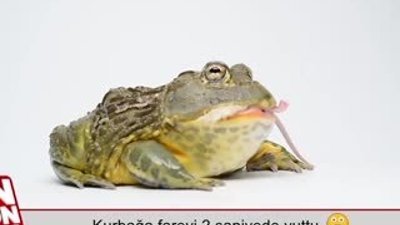Kurbağa fareyi 2 saniyede yuttu