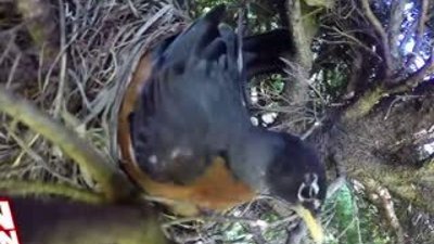 Kuş yuvasındaki yumurtaları yiyen yılan