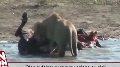 Ölen bufalonun yavrusu aslana av oldu