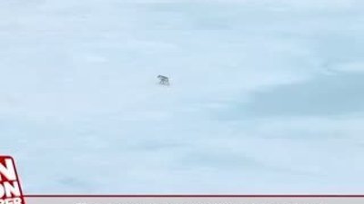 Tek başına ren geyiği avlayan kurt